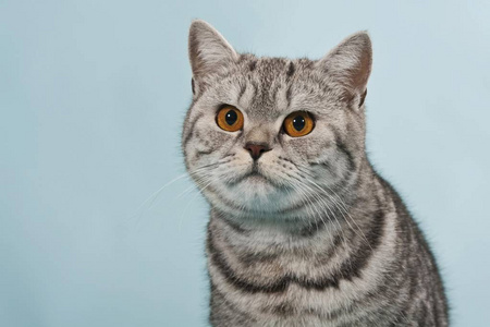 英国短平纹雄猫肖像