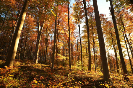 秋天的山毛榉森林