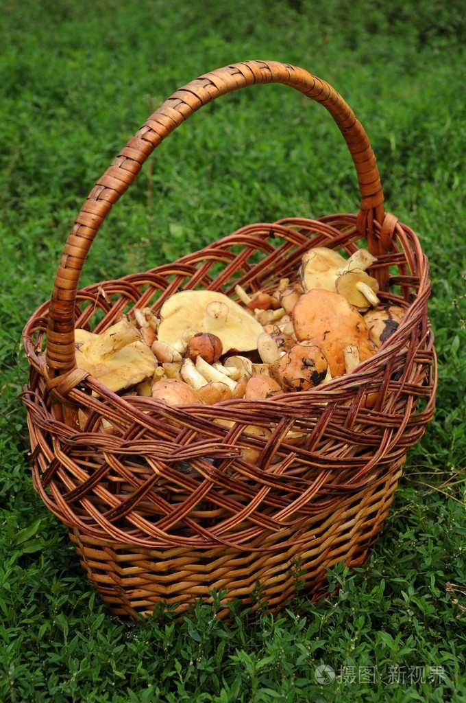 柳条篮子里的蘑菇站在草地上