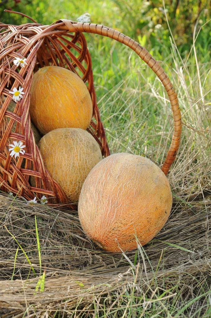 柳条筐里美味的熟瓜