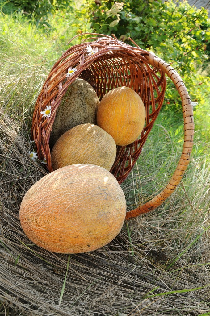 柳条筐里美味的熟瓜