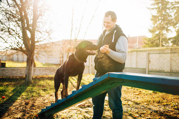 cynologist 训练犬在操场上保持平衡