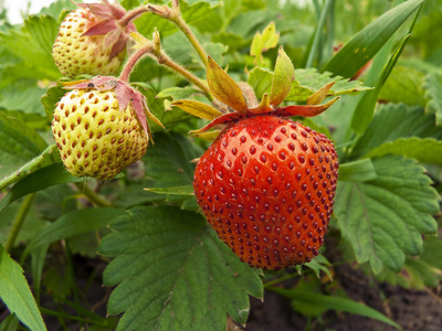 草莓 strawberry的名词复数 