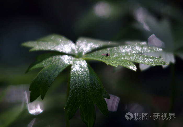 花 flower的名词复数  花朵 开花植物 精华