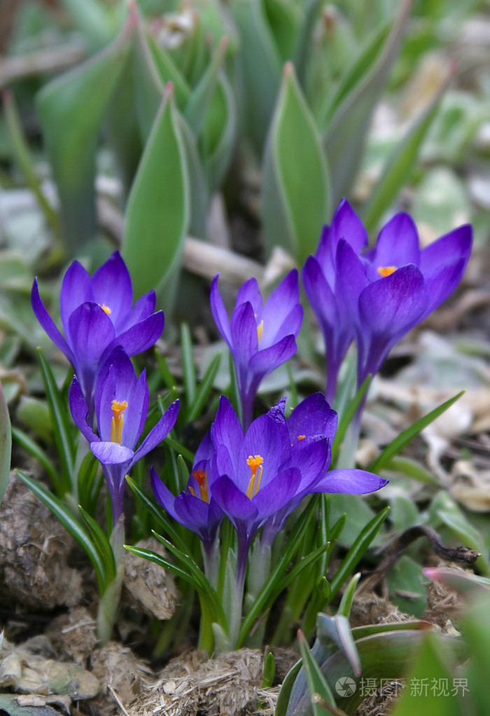 番红花属番红花磨粉