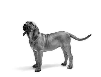 巴西犬 斐乐图片