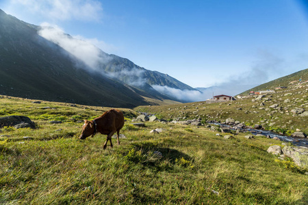 在山地牧场上的褐色母牛。褐色母牛在山牧场在夏天。奶牛在一个山村的新鲜绿草上