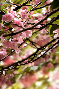 樱花树的细节