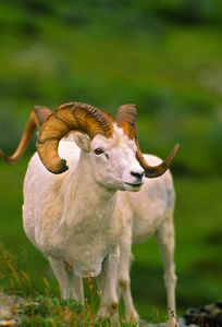 角的公绵羊图片