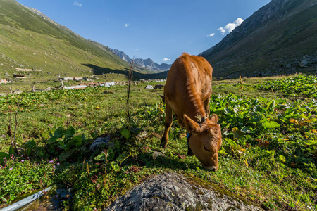 在山地牧场上的褐色母牛。褐色母牛在山牧场在夏天。奶牛在一个山村的新鲜绿草上