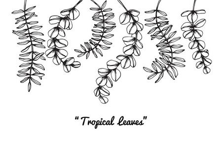 热带树叶画.黑白线条画素描照片