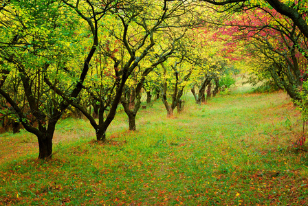 秋季树木