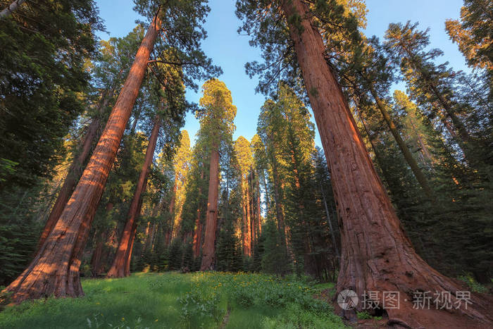 国家公园森林树木红杉国家公园红杉国家公园美国加州红杉国家公园山坡