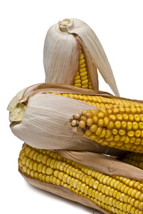 玉米耳朵分离在白色上。