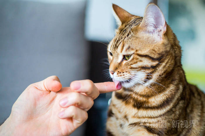 滑稽美丽可爱的孟加拉猫舔手指喂养