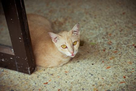 坐在地板上的街猫