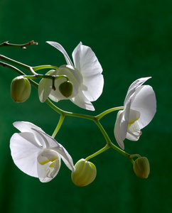 白色兰花花