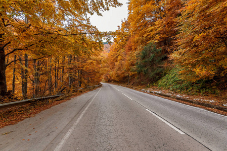 秋天的道路。红色的树上的叶子