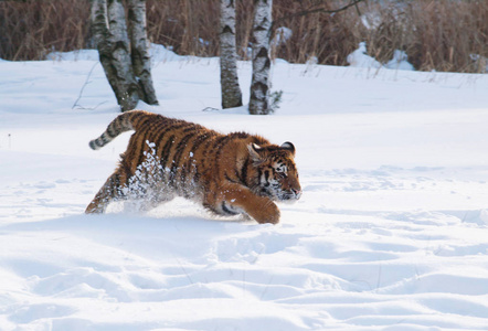 西伯利亚虎捕猎中的中雪虎