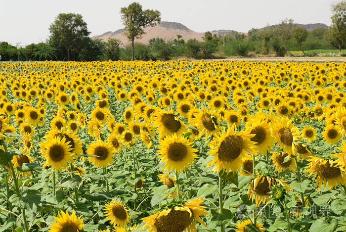 背景树与山上向日葵田的特写视图