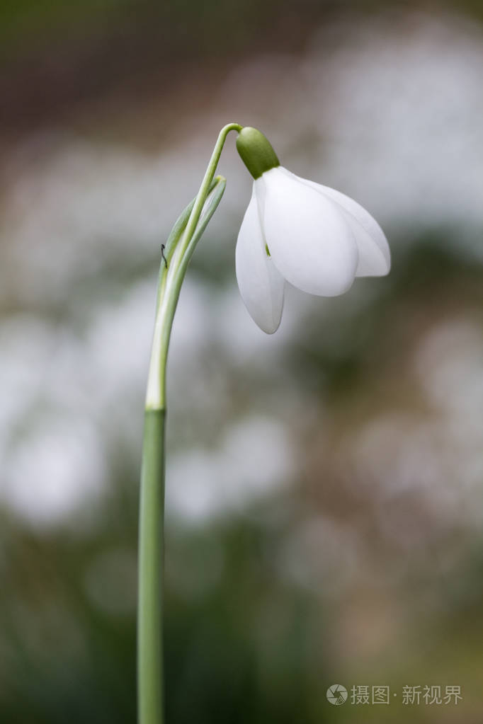 雪花莲雪花莲极地雪