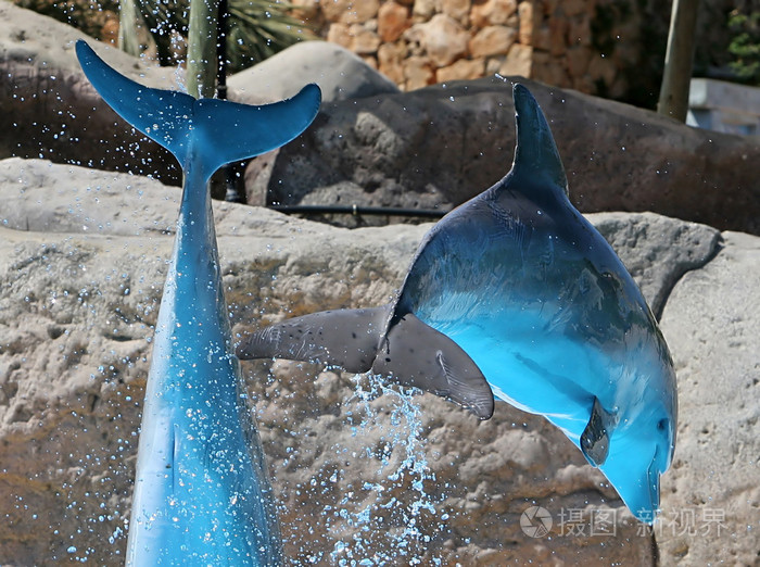 在阳光明媚的一天在水族馆里跳跃着蓝海豚