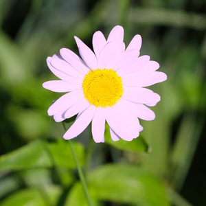 甘菊，黄春菊