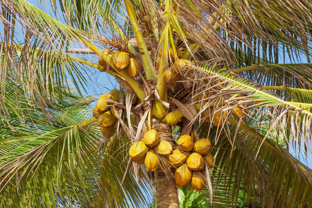 美丽的热带椰子棕榈树在天空背景