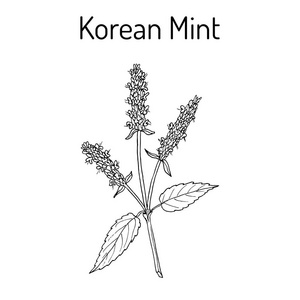 韩国薄荷藿香, 药用植物