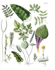 植物的例证。总站 botanici iconibus illustrati 1807