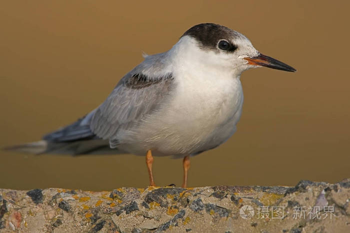 非常接近照片的年轻白翅燕鸥
