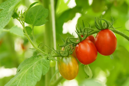 成熟的有机西红柿