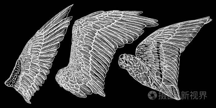 手绘插画的鸟的翅膀