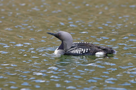 水上的黑喉龙 Gavia arctica