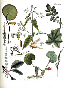 植物的例证。总站 botanici iconibus illustrati 1807