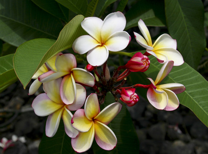夏威夷大岛上发现一朵美丽的花