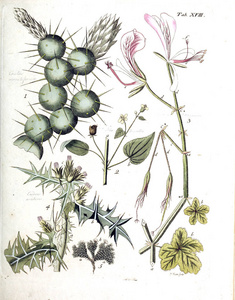 植物的例证。总站 botanici iconibus illustrati 1807