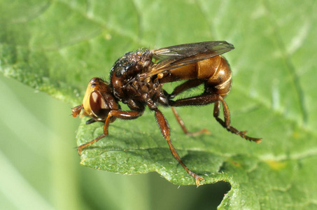 靠近厚头苍蝇Sicus Ferrugineus