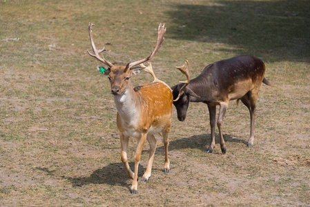 小欧洲鹿在一个国家狩猎场