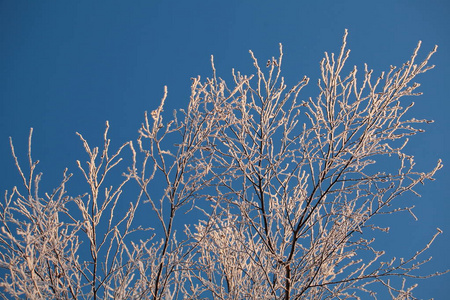 霜在冬天对着蓝天的树木