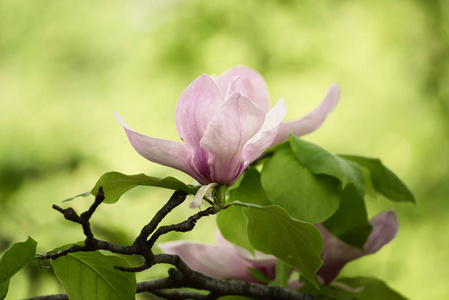 木兰的春天的花朵