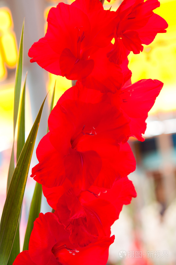 红花天菖蒲