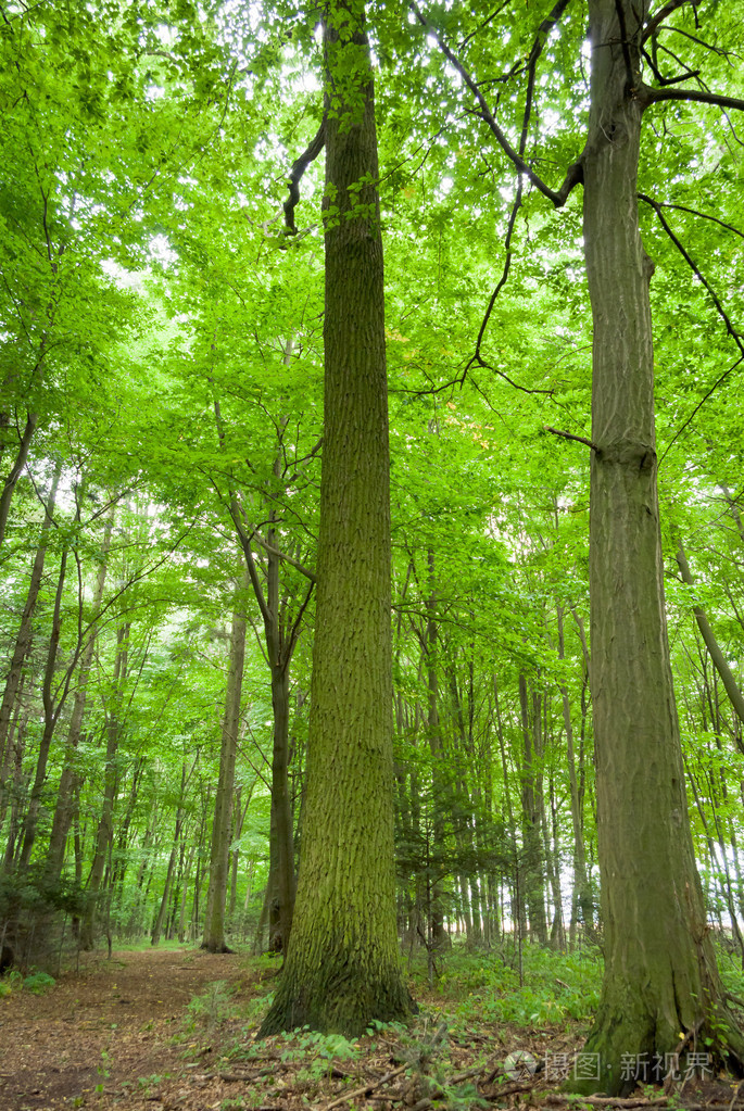 树( tree的名词复数 ) 乔木 树状图 世系图
