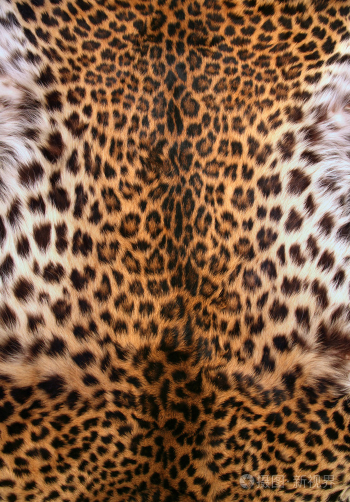 豹皮照片-正版商用图片02z97b-摄图新视界
