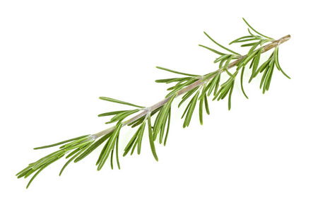 树莓的那枝小树枝图片