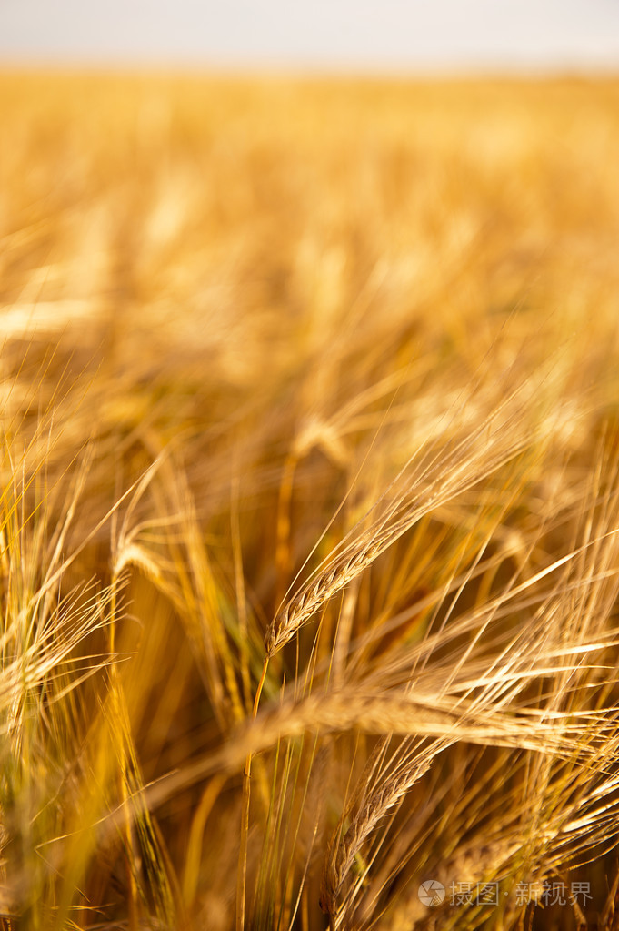 田野里一片金色小麦的特写照片