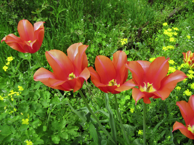 红色郁金香花