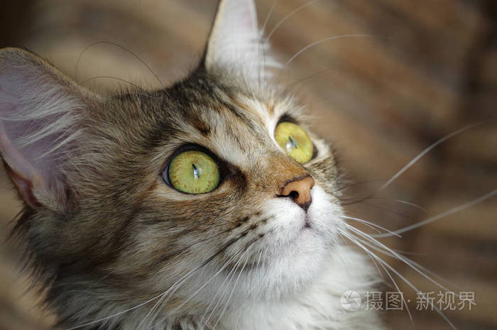 家养的猫有琥珀色眼睛的斑绒宠物