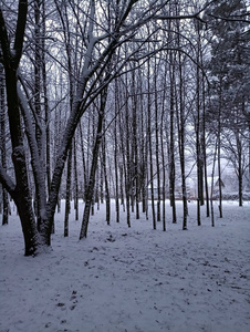 冰雪覆盖的冬季景观