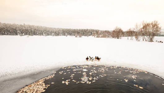 鸭子是在冬天结冰的湖附近与松树森林在多云沉闷的天
